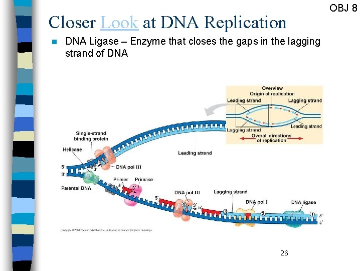 Closer Look at DNA Replication n DNA Ligase – Enzyme that closes the gaps