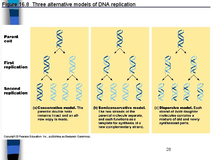 Figure 16. 8 Three alternative models of DNA replication 28 