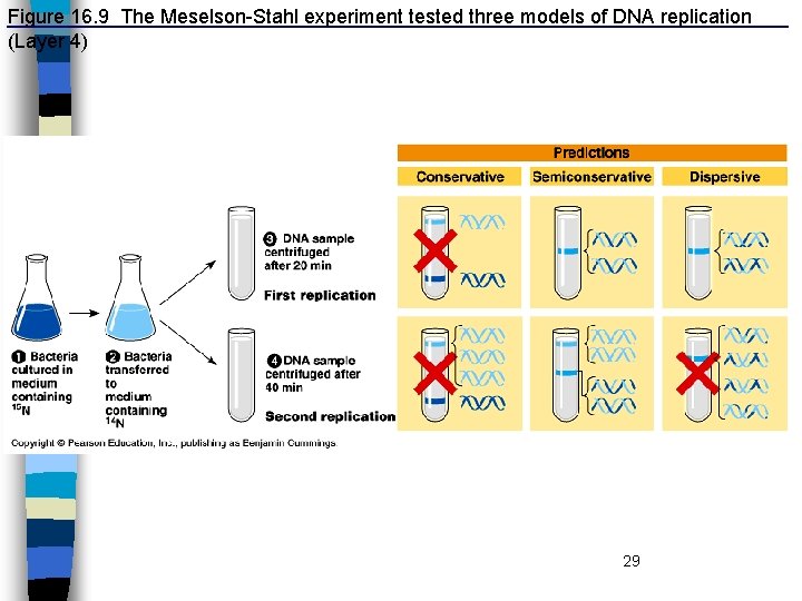 Figure 16. 9 The Meselson-Stahl experiment tested three models of DNA replication (Layer 4)