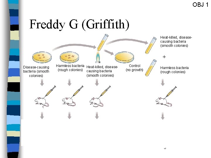 OBJ 1 Freddy G (Griffith) Heat-killed, diseasecausing bacteria (smooth colonies) Disease-causing bacteria (smooth colonies)