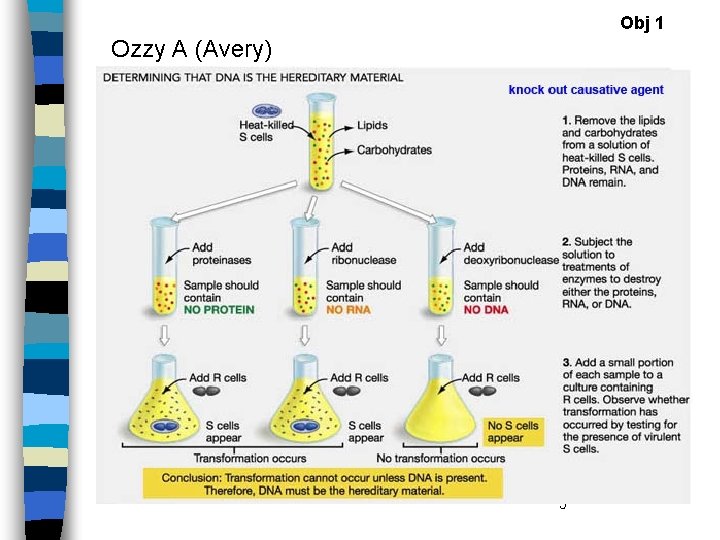 Obj 1 Ozzy A (Avery) 5 