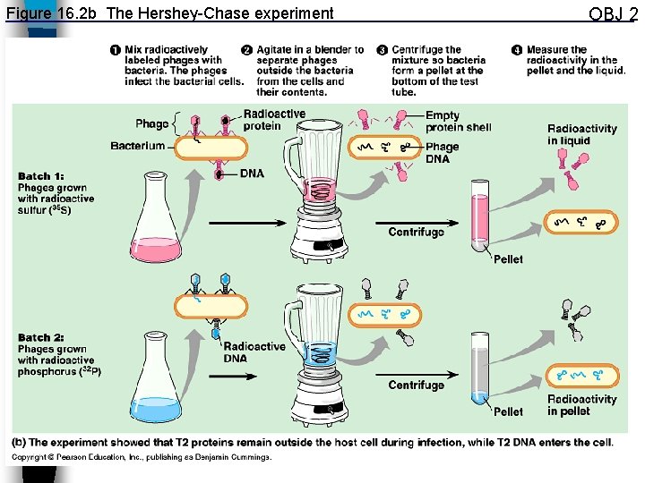 Figure 16. 2 b The Hershey-Chase experiment OBJ 2 6 