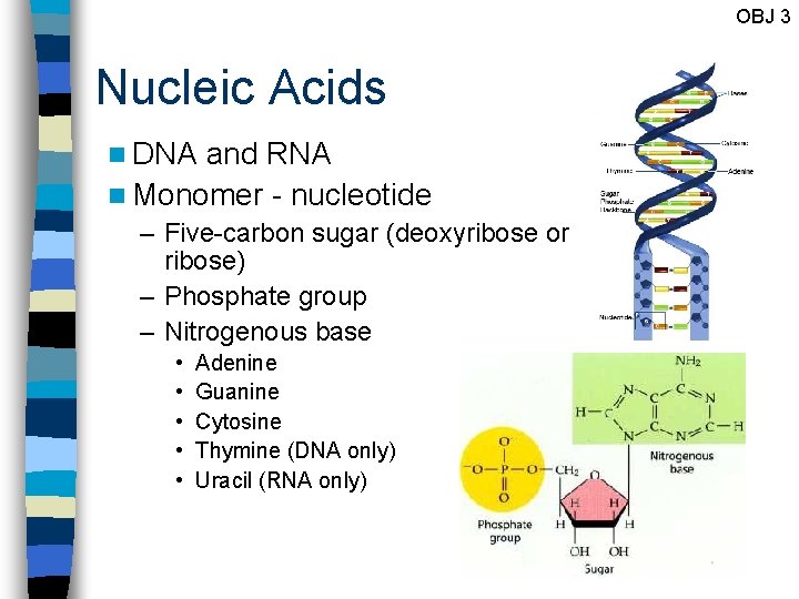 OBJ 3 Nucleic Acids n DNA and RNA n Monomer - nucleotide – Five-carbon