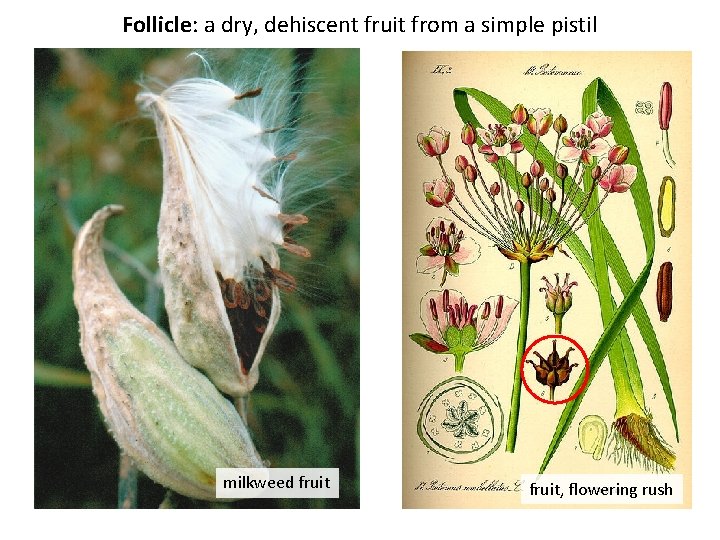 Follicle: a dry, dehiscent fruit from a simple pistil A follicle is a dry