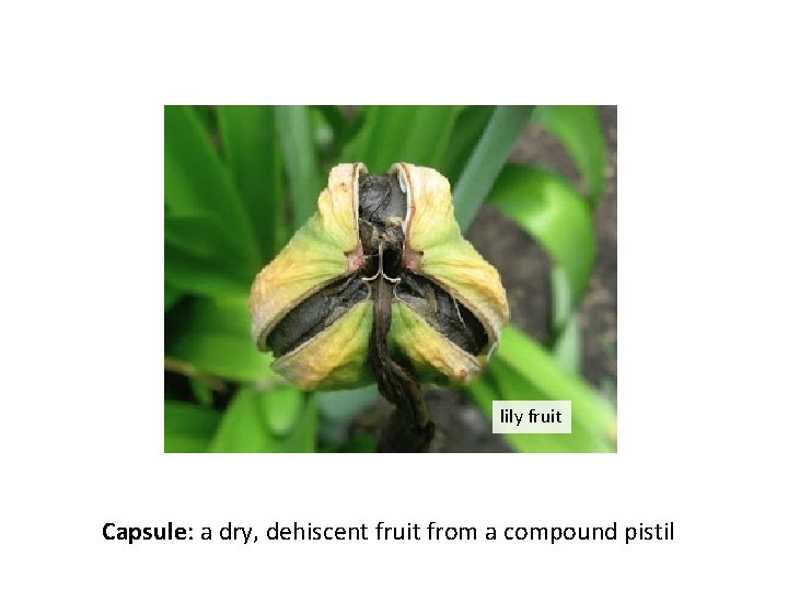 lily fruit Capsule: a dry, dehiscent fruit from a compound pistil 