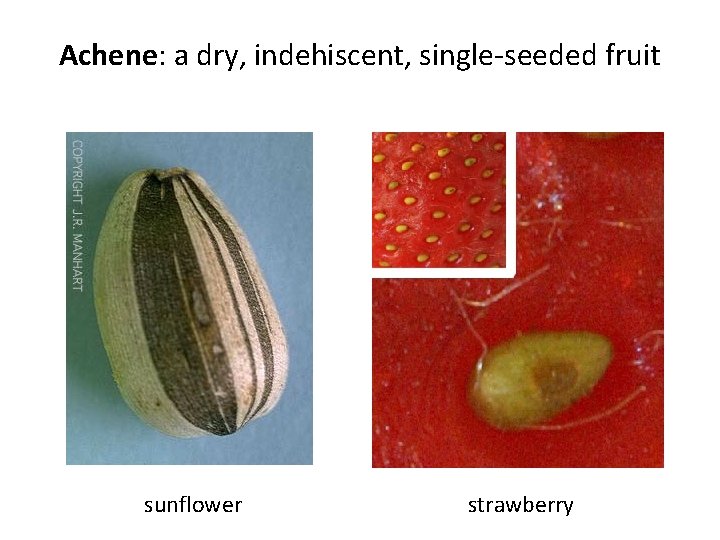 Achene: a dry, indehiscent, single-seeded fruit sunflower strawberry 