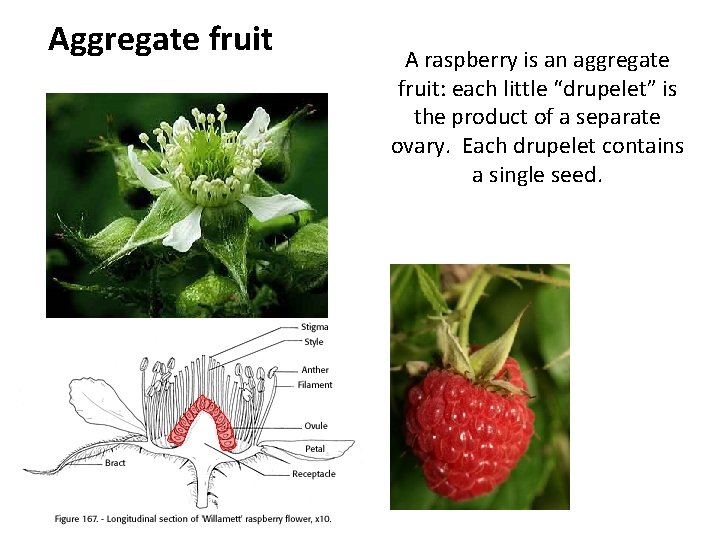 Aggregate fruit A raspberry is an aggregate fruit: each little “drupelet” is the product