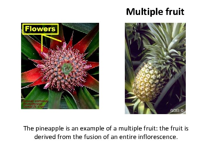 Multiple fruit The pineapple is an example of a multiple fruit: the fruit is