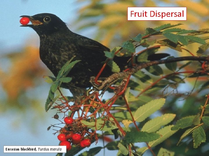 Fruit Dispersal Eurasian blackbird, Turdus merula 