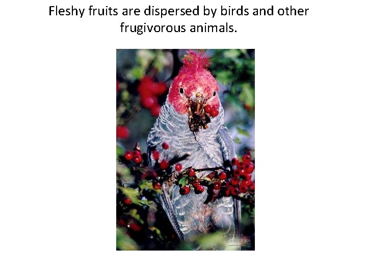 Fleshy fruits are dispersed by birds and other frugivorous animals. 