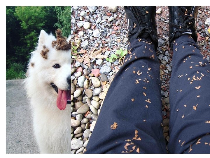 Some fruits are designed to be dispersed by unwitting animals 