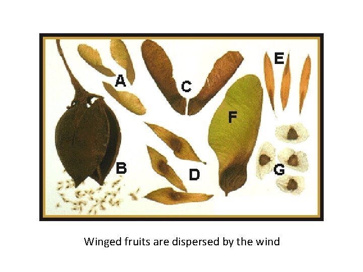 Winged fruits are dispersed by the wind 