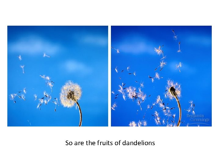 So are the fruits of dandelions 