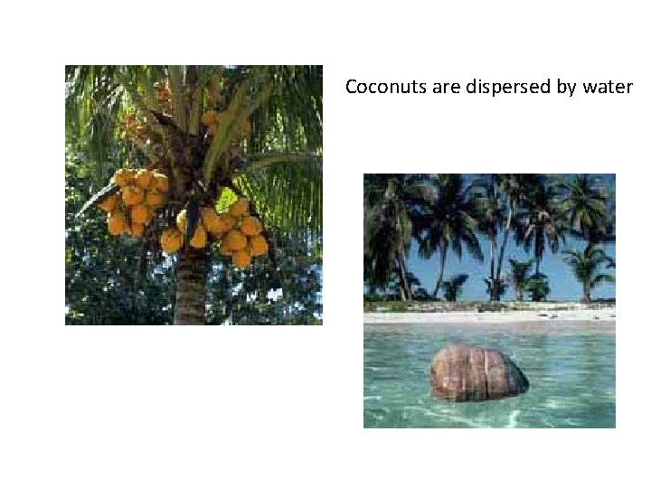 Coconuts are dispersed by water 