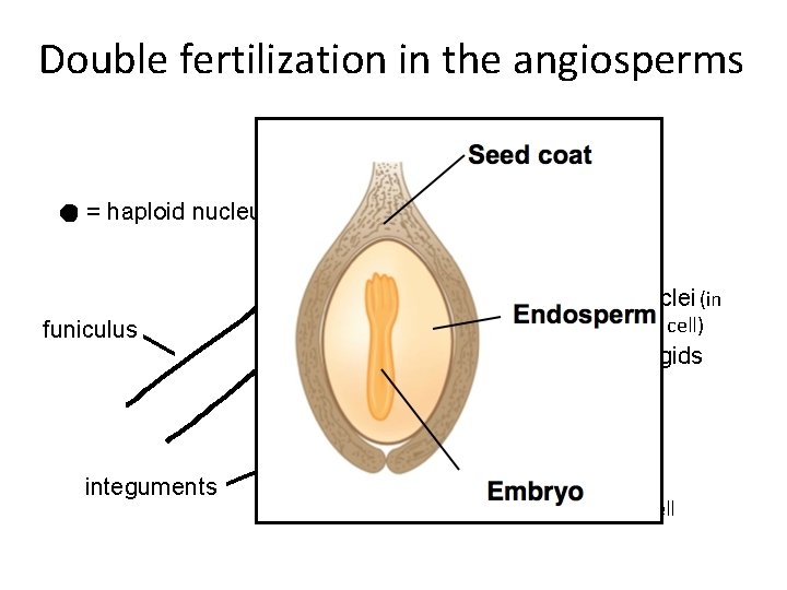 Double fertilization in the angiosperms (in central cell) cell 