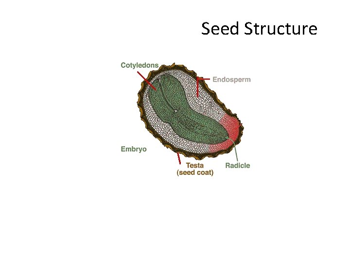 Seed Structure 