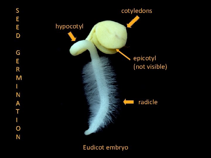 S E E D cotyledons hypocotyl G E R M I N A T