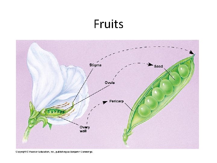 Fruits 