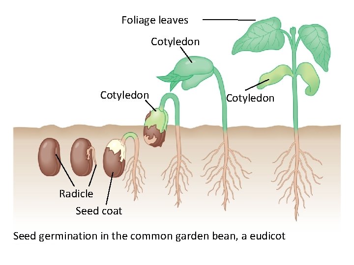 Foliage leaves Cotyledon Radicle Seed coat Seed germination in the common garden bean, a