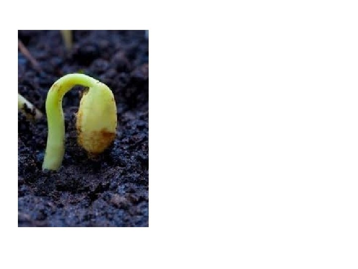 The sturdy seedling with arched body comes Shouldering its way and shedding earth crumbs.