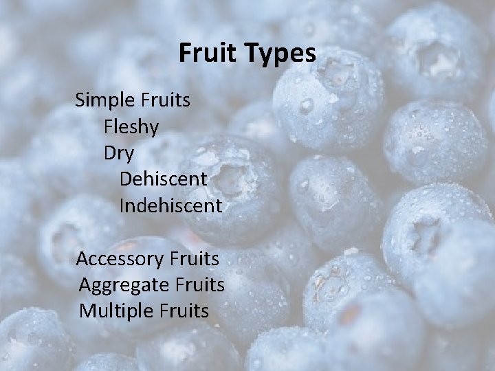 Fruit Types Simple Fruits Fleshy Dry Dehiscent Indehiscent Accessory Fruits Aggregate Fruits Multiple Fruits