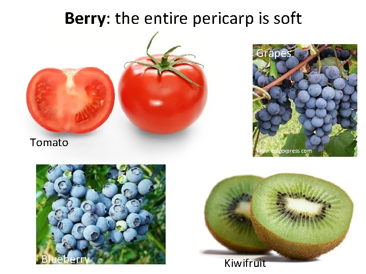 Berry: the entire pericarp is soft Grapes Tomato Blueberry www. ecigexpress. com Kiwifruit 