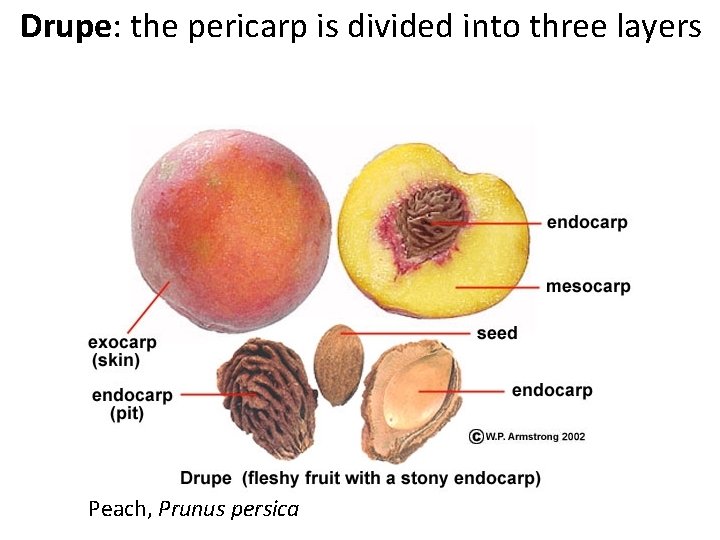 Drupe: the pericarp is divided into three layers Peach, Prunus persica 