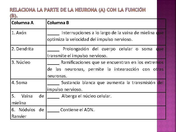 Columna A Columna B 1. Axón _____ Interrupciones a lo largo de la vaina