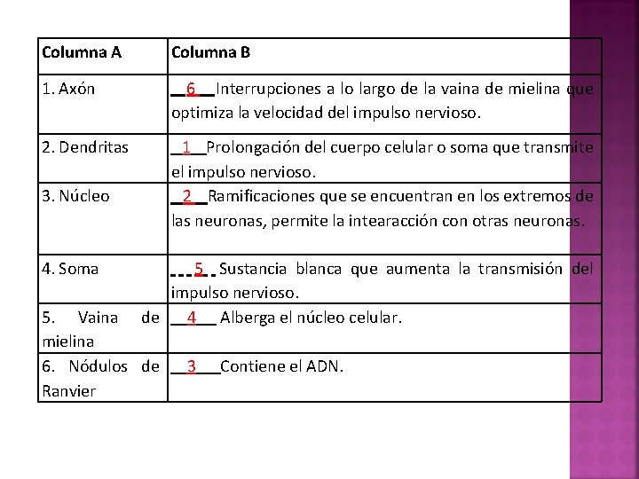 Columna A Columna B 1. Axón 6 Interrupciones a lo largo de la vaina