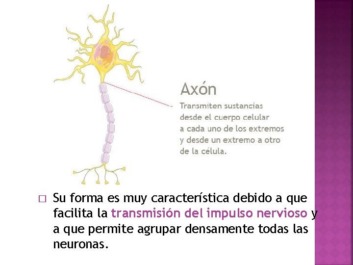 � Su forma es muy característica debido a que facilita la transmisión del impulso