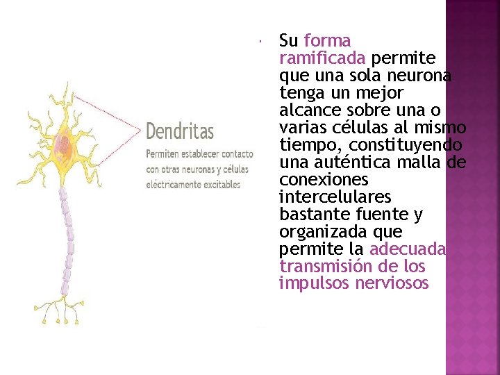  Su forma ramificada permite que una sola neurona tenga un mejor alcance sobre