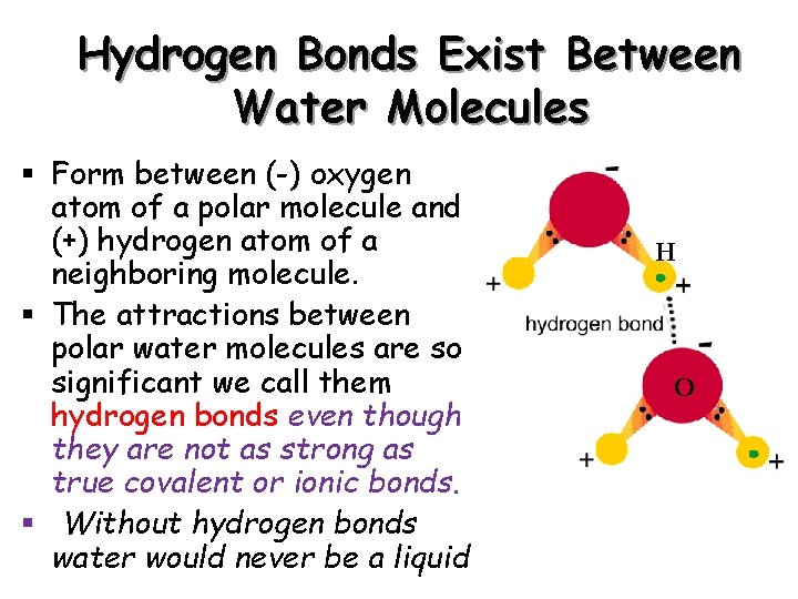 Hydrogen Bonds Exist Between Water Molecules § Form between (-) oxygen atom of a