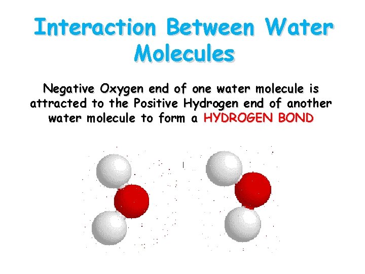 Interaction Between Water Molecules Negative Oxygen end of one water molecule is attracted to