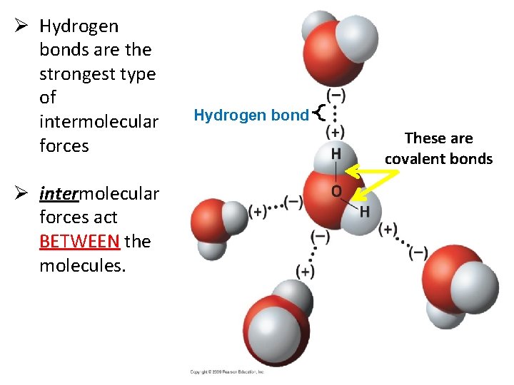 Ø Hydrogen bonds are the strongest type of intermolecular forces Ø intermolecular forces act