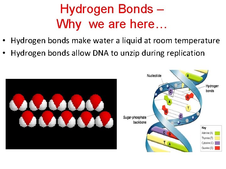 Hydrogen Bonds – Why we are here… • Hydrogen bonds make water a liquid
