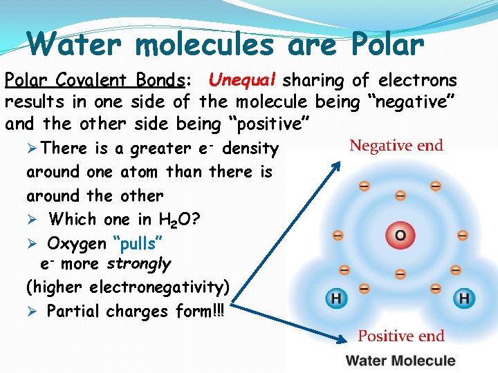 Water molecules are Polar Covalent Bonds: Unequal sharing of electrons results in one side