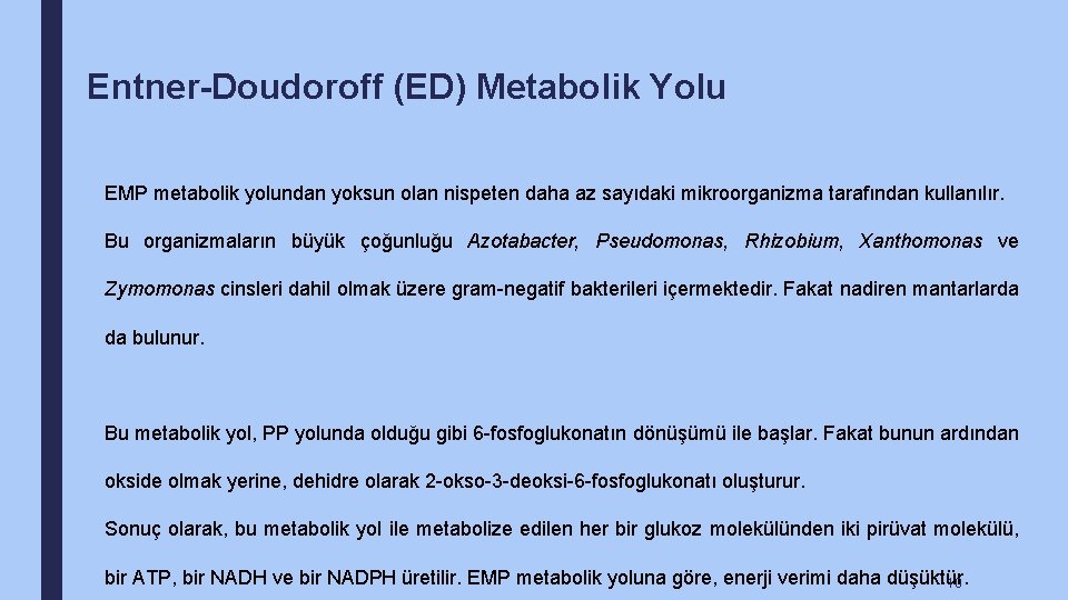 Entner-Doudoroff (ED) Metabolik Yolu EMP metabolik yolundan yoksun olan nispeten daha az sayıdaki mikroorganizma