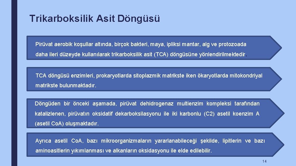 Trikarboksilik Asit Döngüsü Pirüvat aerobik koşullar altında, birçok bakteri, maya, ipliksi mantar, alg ve