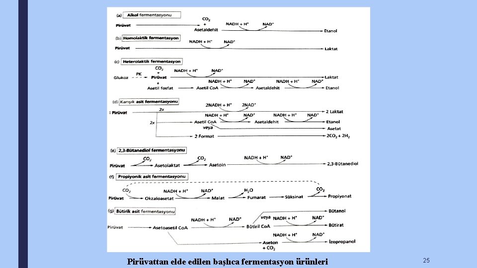 Pirüvattan elde edilen başlıca fermentasyon ürünleri 25 