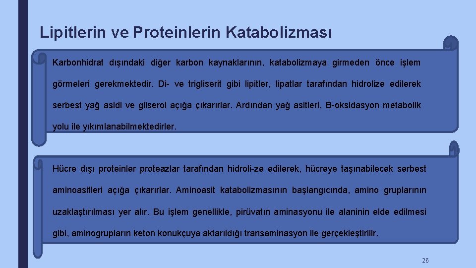 Lipitlerin ve Proteinlerin Katabolizması Karbonhidrat dışındaki diğer karbon kaynaklarının, katabolizmaya girmeden önce işlem görmeleri