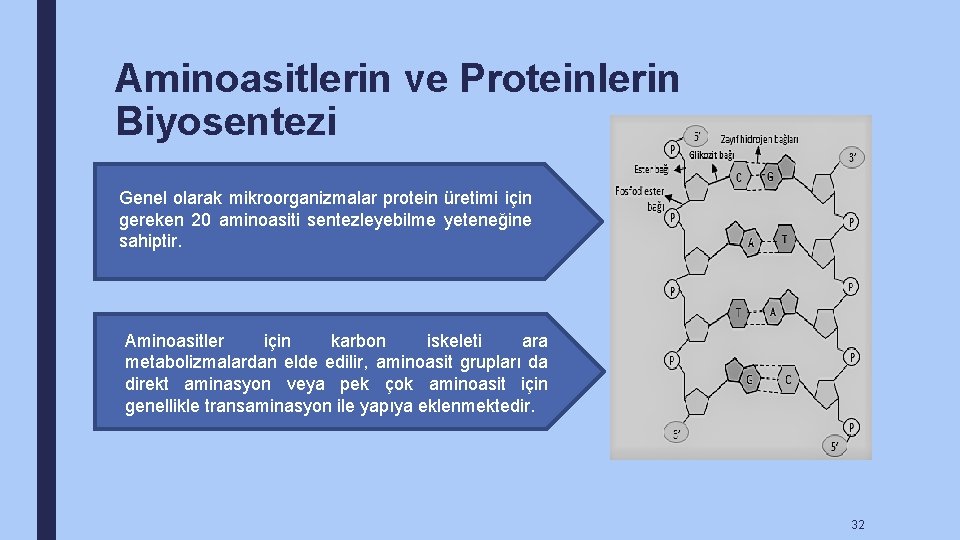 Aminoasitlerin ve Proteinlerin Biyosentezi Genel olarak mikroorganizmalar protein üretimi için gereken 20 aminoasiti sentezleyebilme