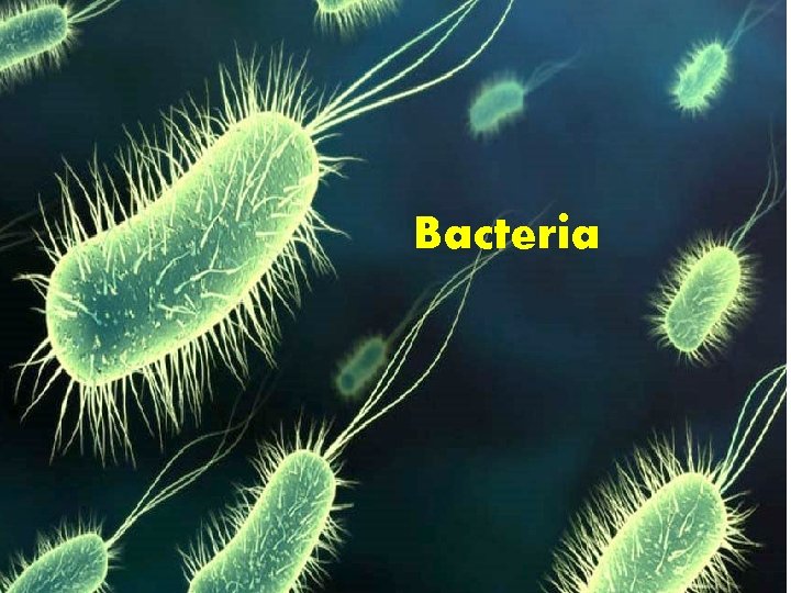 Bacteria 