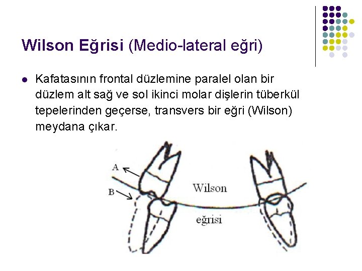 Wilson Eğrisi (Medio-lateral eğri) l Kafatasının frontal düzlemine paralel olan bir düzlem alt sağ