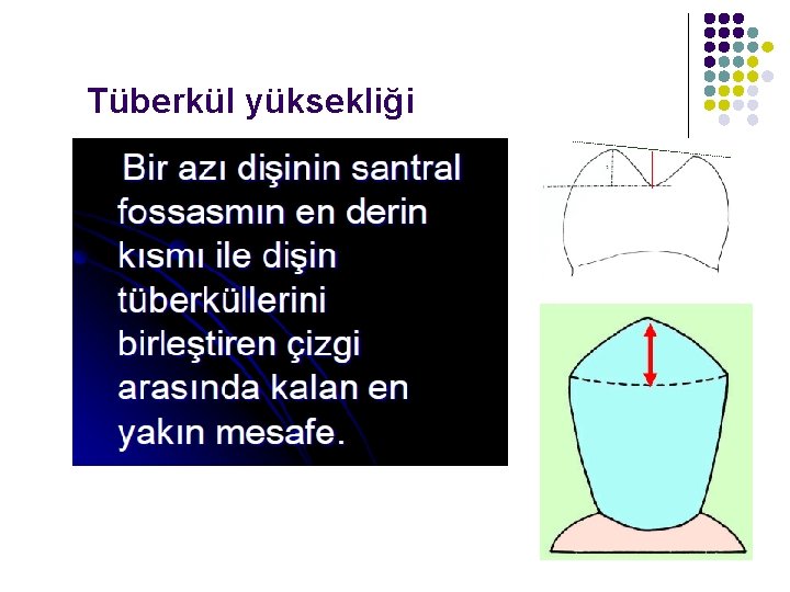 Tüberkül yüksekliği 