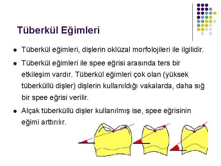 Tüberkül Eğimleri l Tüberkül eğimleri, dişlerin oklüzal morfolojileri ile ilgilidir. l Tüberkül eğimleri ile