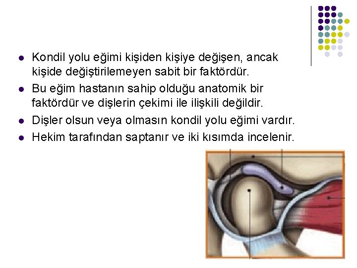 l l Kondil yolu eğimi kişiden kişiye değişen, ancak kişide değiştirilemeyen sabit bir faktördür.