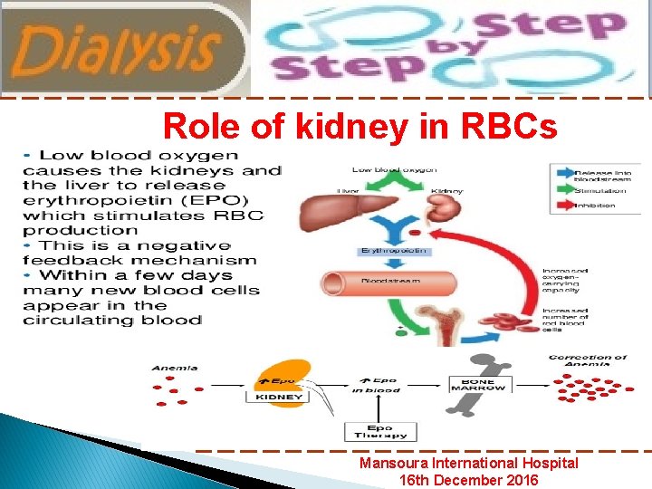 Nephrology Department Mansoura International Hospital Role of kidney in RBCs formation Mansoura International Hospital