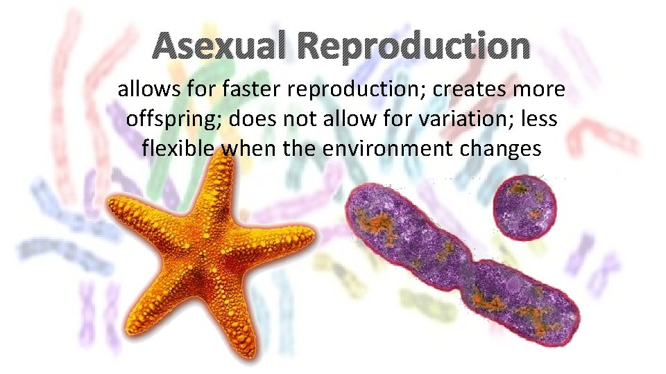 Asexual Reproduction allows for faster reproduction; creates more offspring; does not allow for variation;