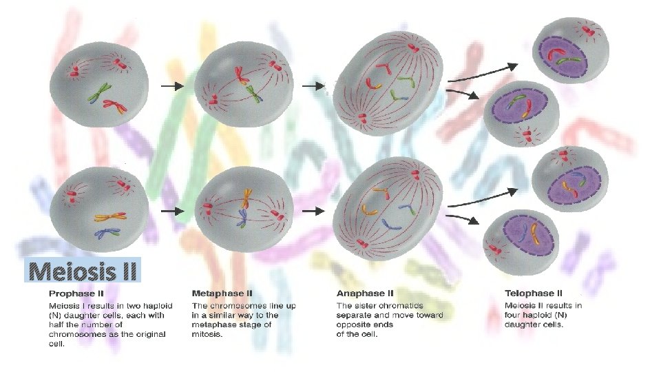 Meiosis II 