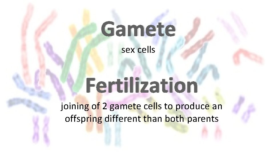 Gamete sex cells Fertilization joining of 2 gamete cells to produce an offspring different